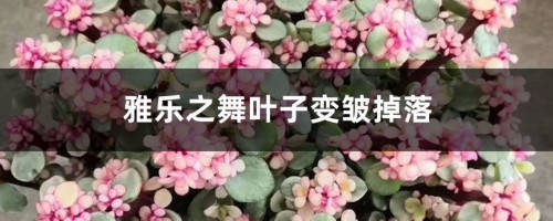 雅乐之舞叶子变皱掉落怎么回事，怎么办