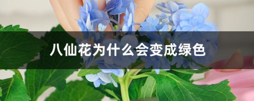 八仙花为什么会变成绿色