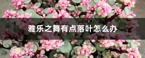 雅乐之舞有点落叶怎么办