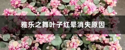 雅乐之舞叶子红晕消失，叶子变绿怎么办