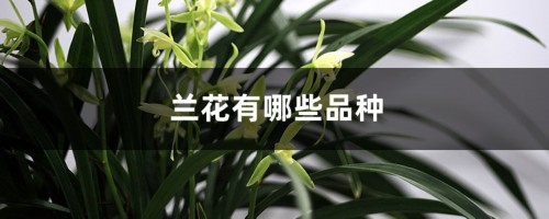 兰花有哪些品种，兰花有多少品种