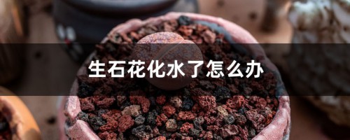 生石花化水了怎么办