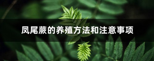 凤尾蕨的养殖方法和注意事项