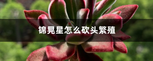 锦晃星怎么砍头繁殖