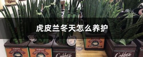 虎皮兰冬天怎么养护