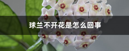 球兰不开花是怎么回事