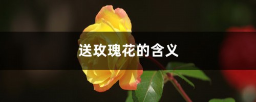 送玫瑰花的含义