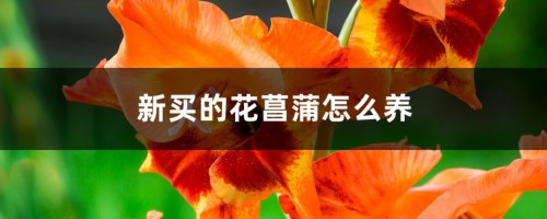 新买的花菖蒲怎么养