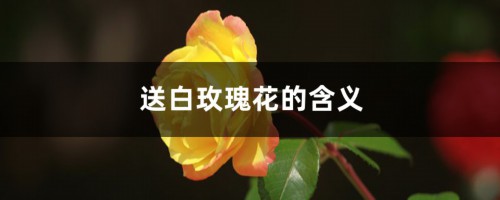 送白玫瑰花的含义