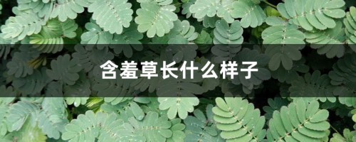 含羞草长什么样子，含羞草种子图片