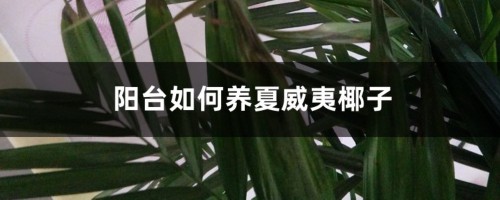 阳台如何养夏威夷椰子，需要注意什么