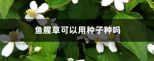 鱼腥草可以用种子种吗，种子怎么获得