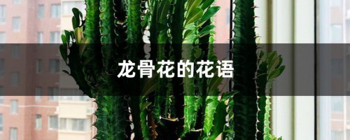 龙骨花的花语和寓意，有什么传说故事