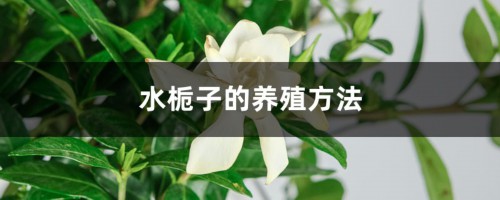 水栀子的养殖方法和注意事项