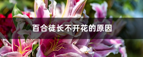 百合徒长不开花的原因，怎么催花