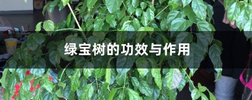 绿宝树的功效与作用