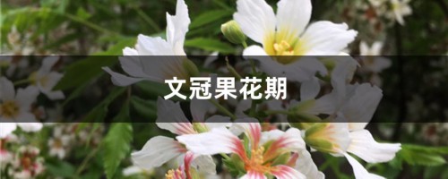 文冠果花期