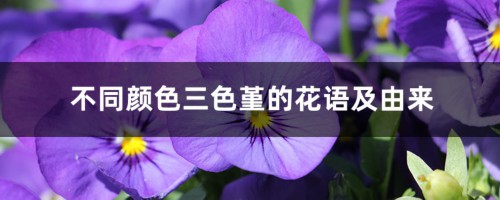 不同颜色三色堇的花语及由来