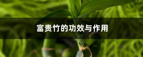 富贵竹的功效与作用