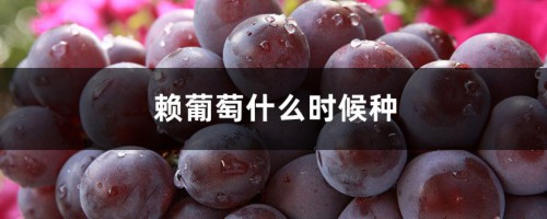 赖葡萄什么时候种