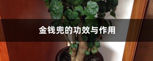 金钱兜的功效与作用