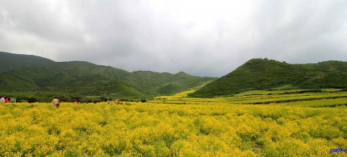 油菜花