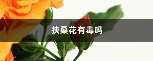 扶桑花有毒吗