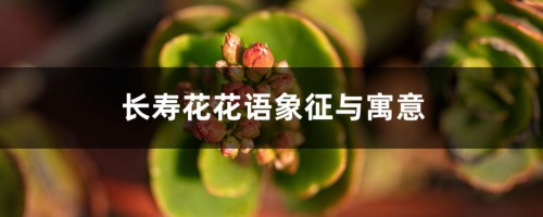 长寿花花语象征与寓意