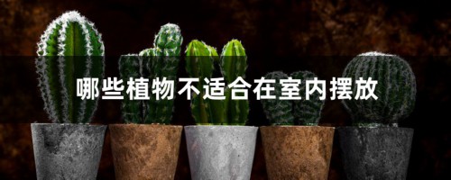 哪些植物不适合在室内摆放