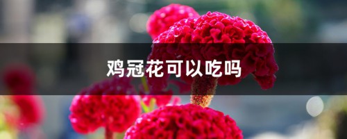 鸡冠花可以吃吗