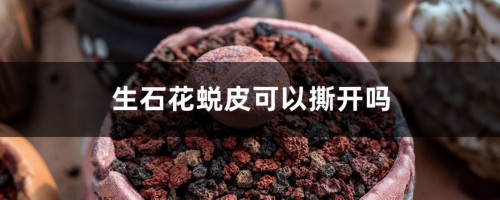 生石花蜕皮可以撕开吗，什么时候蜕皮