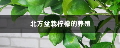 北方盆栽柠檬的养殖方法和注意事项