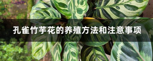 孔雀竹芋花的养殖方法和注意事项