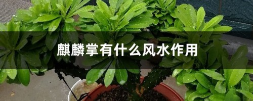 麒麟掌有什么风水作用