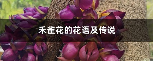 禾雀花的花语及传说