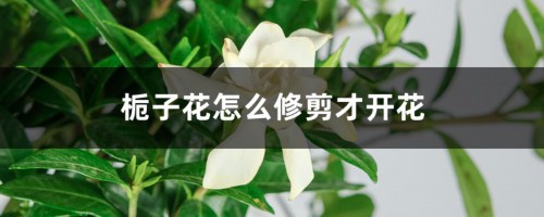 栀子花怎么修剪才开花