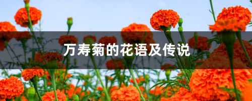 万寿菊的花语及传说