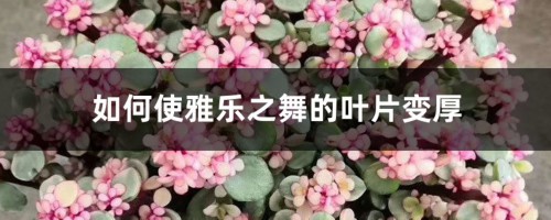 如何使雅乐之舞的叶片变厚