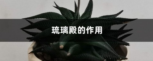 琉璃殿的作用