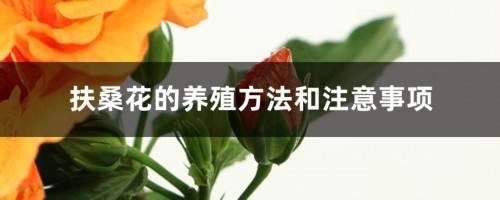 扶桑花的养殖方法和注意事项