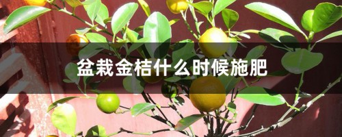 盆栽金桔什么时候施肥