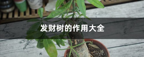 发财树的作用大全