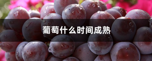 葡萄什么时间成熟