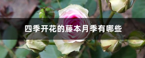 四季开花的藤本月季有哪些