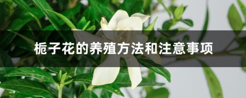 栀子花的养殖方法和注意事项