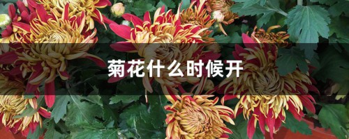 菊花什么时候开