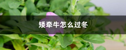 矮牵牛怎么过冬