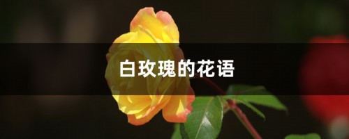 白玫瑰的花语