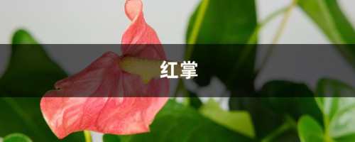 “红掌”开得再娇艳，这4点不注意，也能变得“灰头土脸”