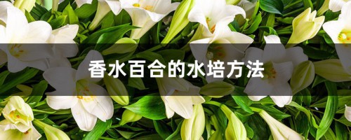 香水百合的水培方法